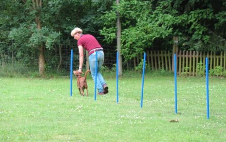 IRJGV Gruppe Hamburg Oberalster zu Gast in der Hundeschule Langenhorn,