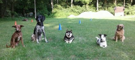 IRJGV Gruppe Hamburg Oberalster zu Gast in der Hundeschule Langenhorn,