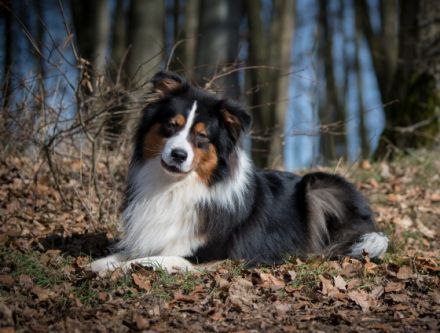 Everlasting Love of Stork Highlands