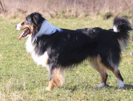 Charming Ghost Black Jack