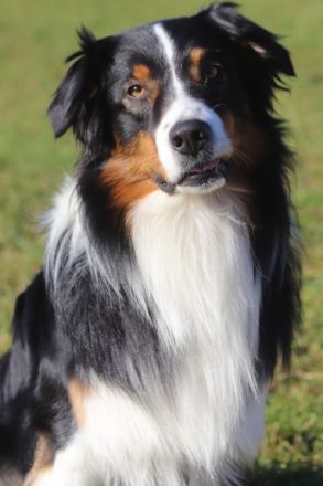 Charming Ghost Black Jack