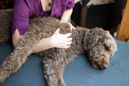 Pudelwohl Tierphysiotherapie (mobil)