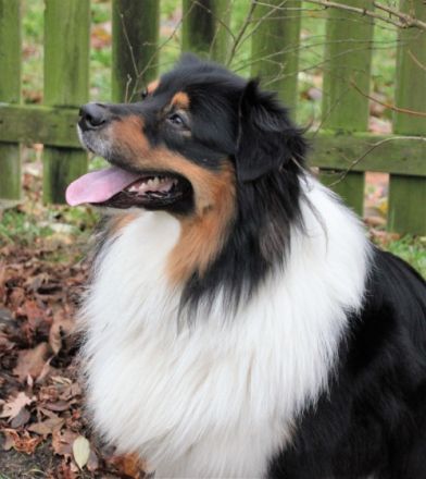 Wellvet´s Thorin DNA-VP Rufname Fiete