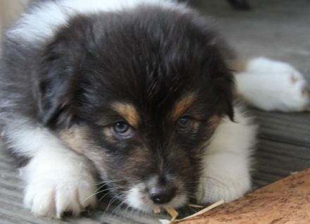 Wellvet´s Thorin DNA-VP Rufname Fiete