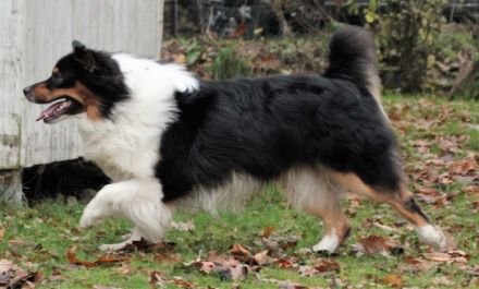 Wellvet´s Thorin DNA-VP Rufname Fiete