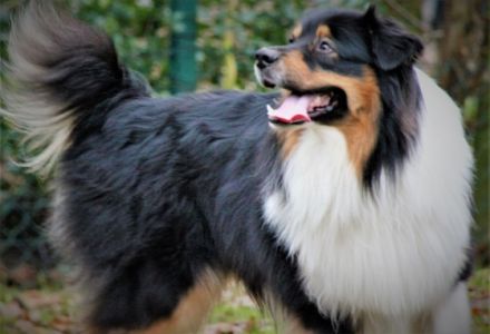 Wellvet´s Thorin DNA-VP Rufname Fiete