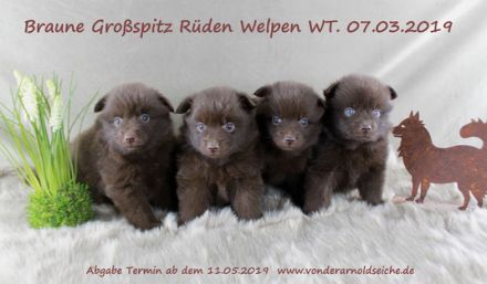 2 Mittelrüdenwelpen braun, 2 Rüdenwelpenlilacmerle Frau