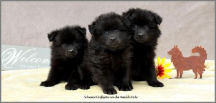 2 Mittelrüdenwelpen braun, 2 Rüdenwelpenlilacmerle Frau