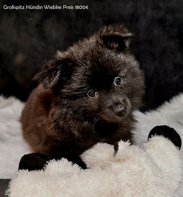 2 Mittelrüdenwelpen braun, 2 Rüdenwelpenlilacmerle Frau