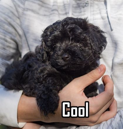 Cool Eli vom Fränkischen Mooswald