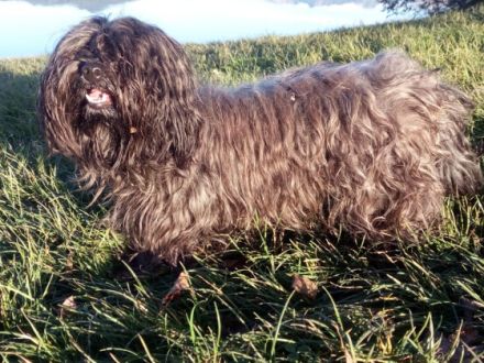 Cool Eli vom Fränkischen Mooswald