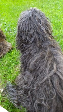 Cool Eli vom Fränkischen Mooswald