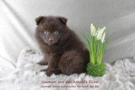 Pomeranianwelpen liacmerle,weiß,gescheckt,braun, Frau H
