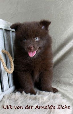 Pomeranianwelpen liacmerle,weiß,gescheckt,braun, Frau H