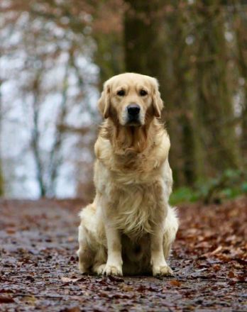 Marquis Tales of Mystery ( Fyn )