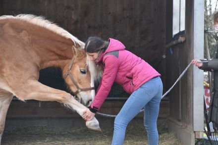 mobile Tierphysiotherapie & Osteopathie Michelle Hoffmann Geestland I Bremerhaven I Cuxhaven