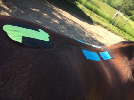 mobile Tierphysiotherapie & Osteopathie Michelle Hoffmann Geestland I Bremerhaven I Cuxhaven