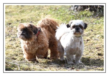 hundepension-meschede.com/