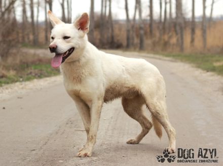 White, Name: WHITE Aufenthaltsort:Tierheim Slowakei