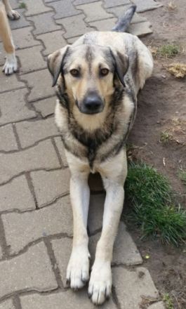 lieber, schüchterner Alvi in NRW in Pflege sucht