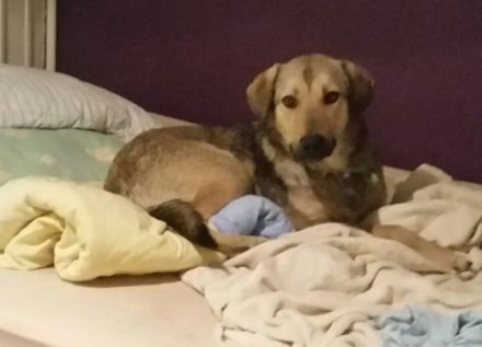 lieber, schüchterner Alvi in NRW in Pflege sucht