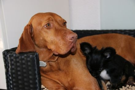 Chihuahuas vom Goldenen Stern