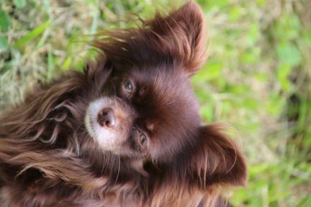 Chihuahuas vom Goldenen Stern