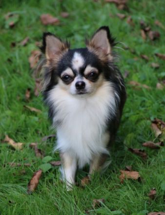 Chihuahuas vom Goldenen Stern