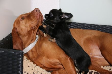 Chihuahuas vom Goldenen Stern