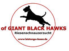 of Giant Black Hawks