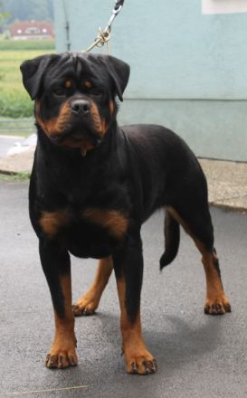 MENTOR VOM ALPENLAND