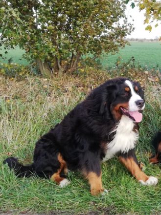 El Curazon vom Alten Diek