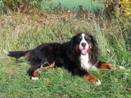 El Curazon vom Alten Diek