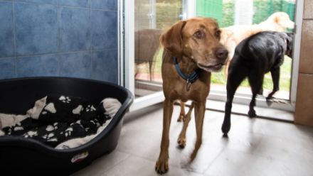 Hundezentrum Schwaben