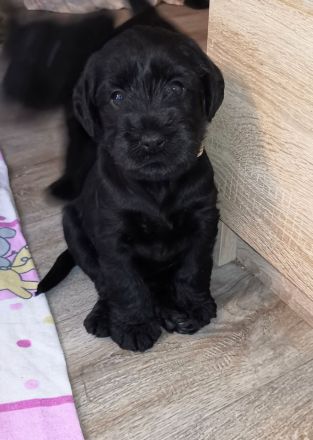 von der Fortuna-Ranch