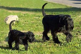 von der Fortuna-Ranch