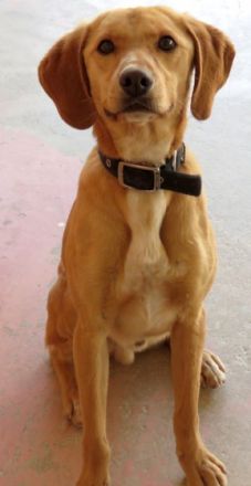 Mozart (Mischling, Rüde)