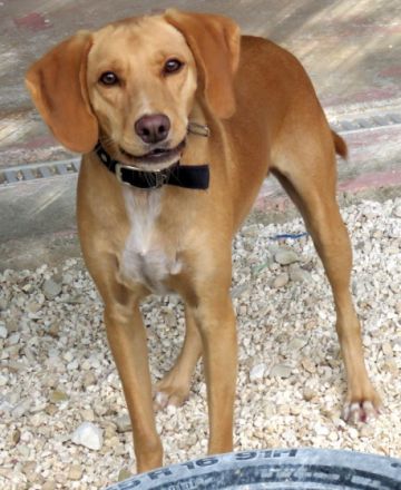 Mozart (Mischling, Rüde)