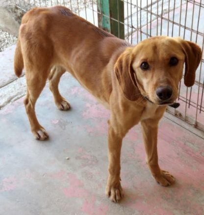 Mozart (Mischling, Rüde)