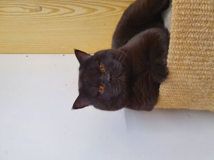 Ch. Lennard vom Blauen Saphir