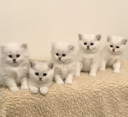 Tender Bandit's