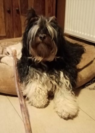 Kleine Zottel-Bande von braunshardt