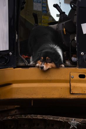 BurningStar`s Legends never die @ Silvermoon GER Australian Shepherd Deckrüde black tri