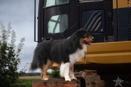 BurningStar`s Legends never die @ Silvermoon GER Australian Shepherd Deckrüde black tri