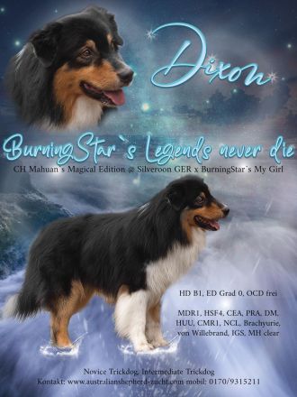 BurningStar`s Legends never die @ Silvermoon GER Australian Shepherd Deckrüde black tri