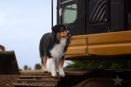 BurningStar`s Legends never die @ Silvermoon GER Australian Shepherd Deckrüde black tri