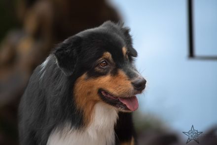BurningStar`s Legends never die @ Silvermoon GER Australian Shepherd Deckrüde black tri