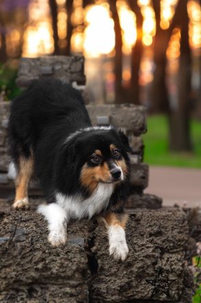 BurningStar`s Legends never die @ Silvermoon GER Australian Shepherd Deckrüde black tri