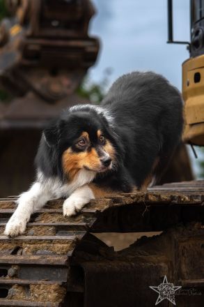 BurningStar`s Legends never die @ Silvermoon GER Australian Shepherd Deckrüde black tri