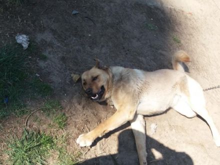 Demona, DEMONA WEIBLICH Rasse: Kangal oder Alabai Mix